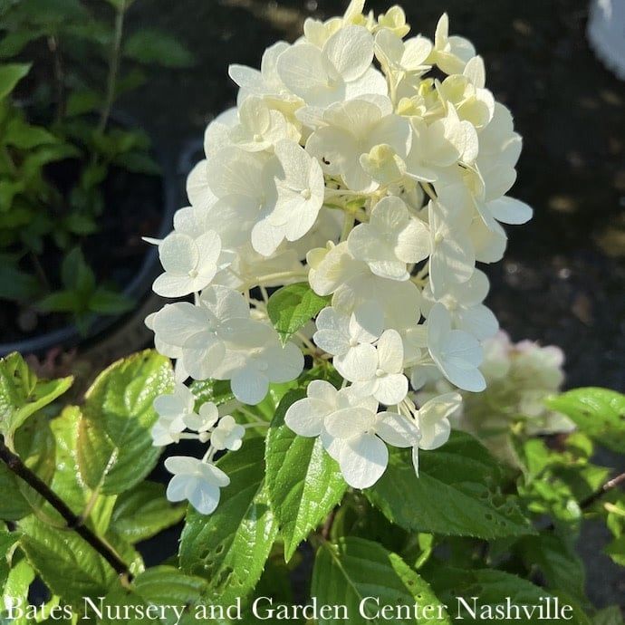 #2 Hydrangea pan Strawberry Shake/ Panicle White to Lt Pink
