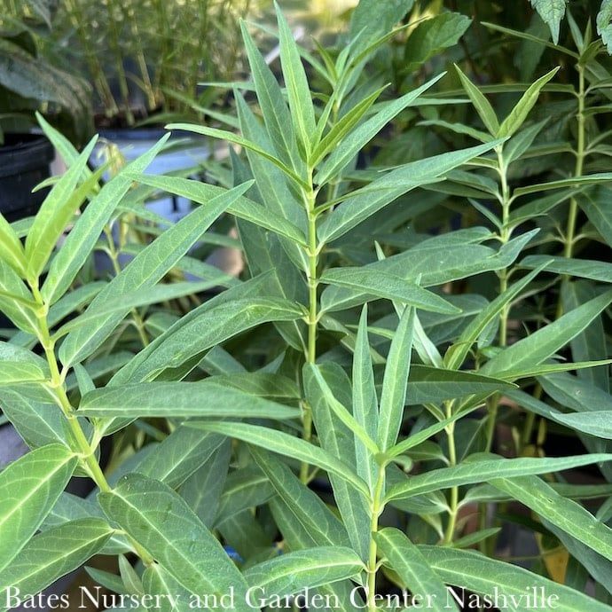 #1 Asclepias inc Ice Ballet/ White Swamp Milkweed Native (TN)
