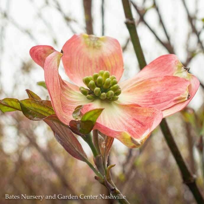 #15 Cornus florida Cherokee Brave/ Flowering Red Dogwood Native (TN)