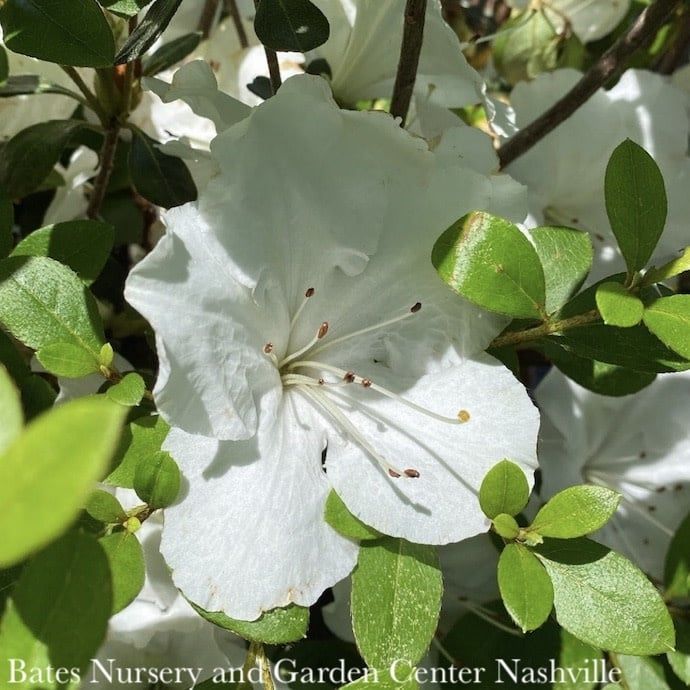 #3 Azalea x Dorothy Hayden (Robin Hill hybrid)/ White