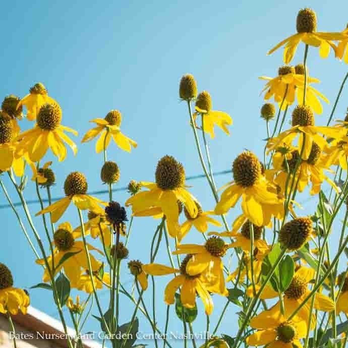 #2 Rudbeckia lacin Autumn Sun (Herbstsonne)/ Cutleaf Coneflower Native (TN)