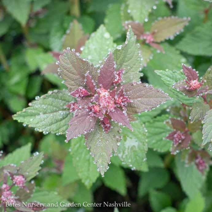 #2 Spiraea japonica Lil&#39; Flirt