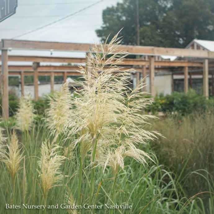 #2 Grass Cortaderia sel Pumila 'Ivory Feathers'/ Dwarf Pampas - No Warranty