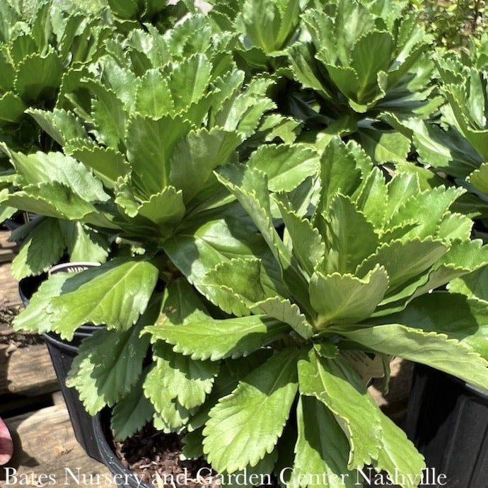 #1 Nipponanthemum nipponicum/ Montauk Daisy