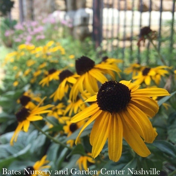 #1 Rudbeckia ful var sul Goldsturm/ Black-Eyed Susan Native (R)