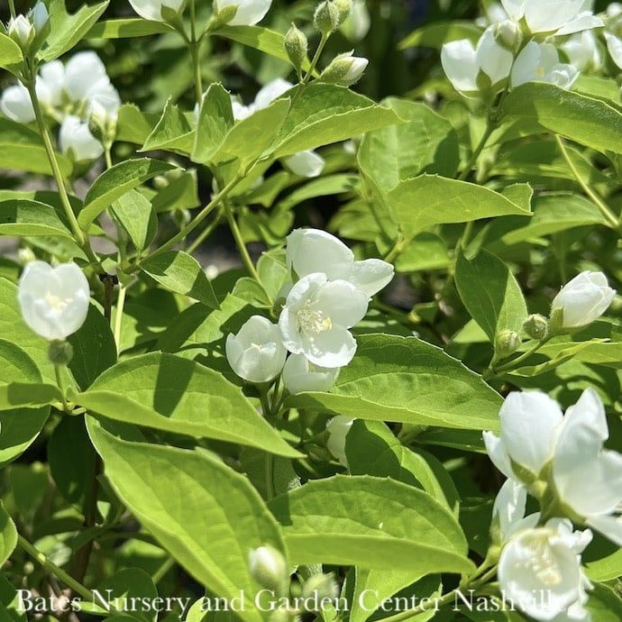 #3 Philadelphus x virg Minnesota Snowflake/ Mock Orange