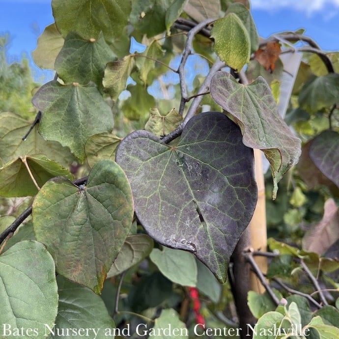 #15 Cercis can Ruby Falls/ Weeping Purple Foliage Redbud Native (TN)