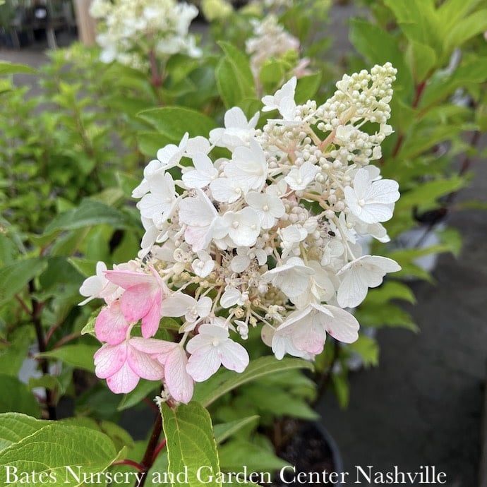 Topiary Patio Tree #7 Hydrangea pan Pinky Winky/Panicle