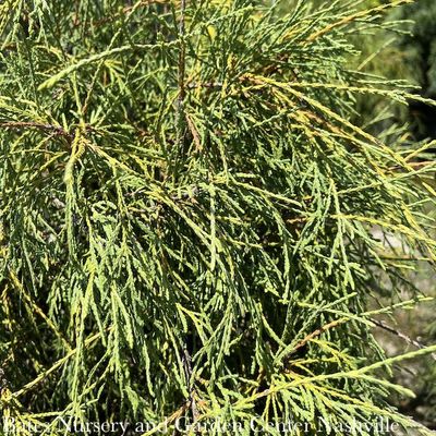 3 Thuja filiformis/Threadleaf Arborvitae
