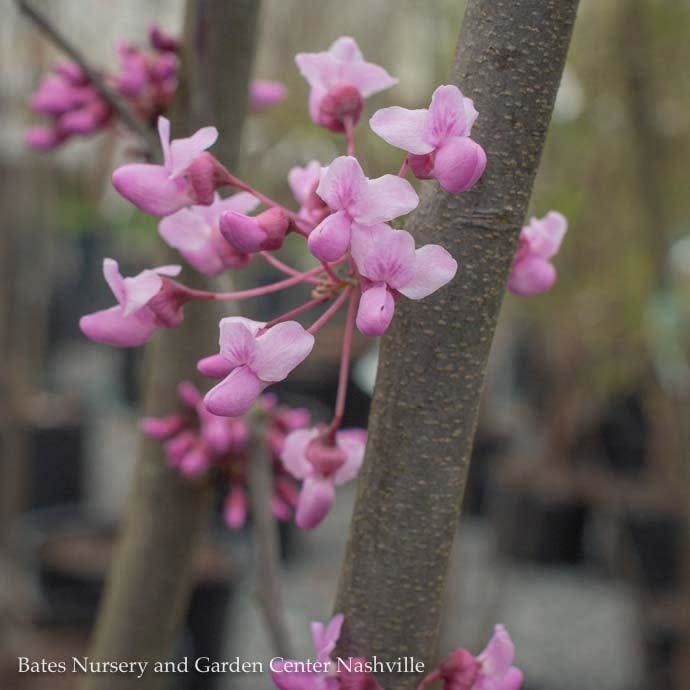 #7 SINGLE Cercis canadensis/ Eastern Redbud Native (TN)