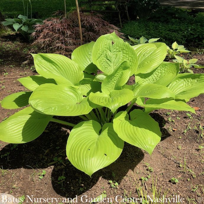 #1 Hosta Sum and Substance/ Light Green