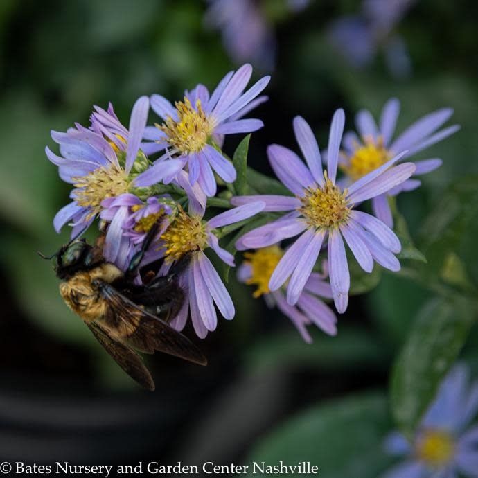 #1 Symphyotrichum laeve Bluebird/  Smooth Blue Aster Native (R)