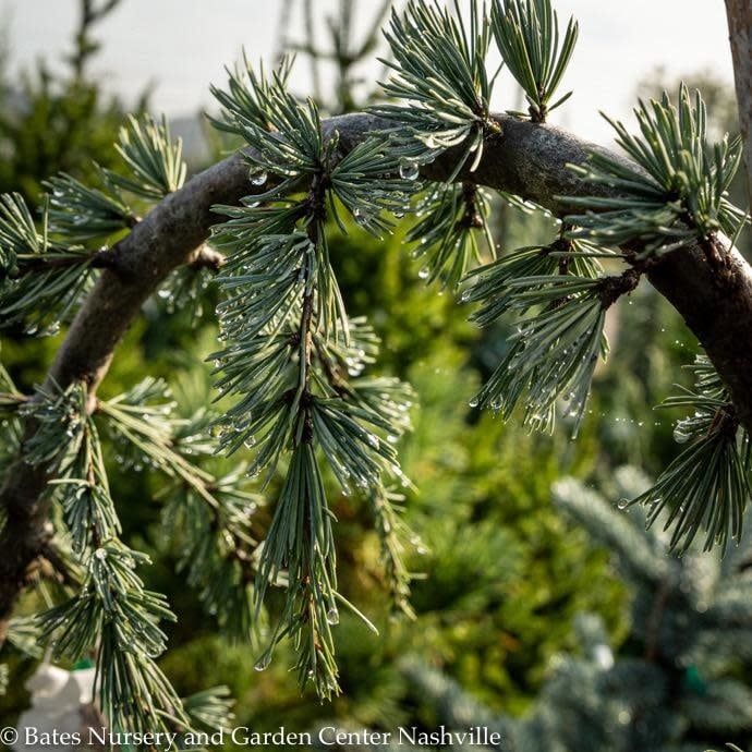 Topiary Serpentine #5 Cedrus atl Glauca Pendula/ Weeping Blue Atlas Cedar