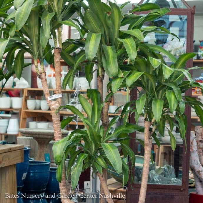 14p! Dracaena Massangeana Cane 5-4-3-2 /Corn Plant /Tropical
