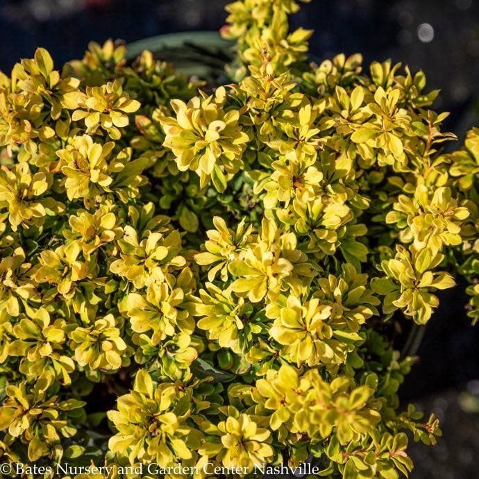 #1 Berberis thun Golden Nugget/ Dwarf Barberry