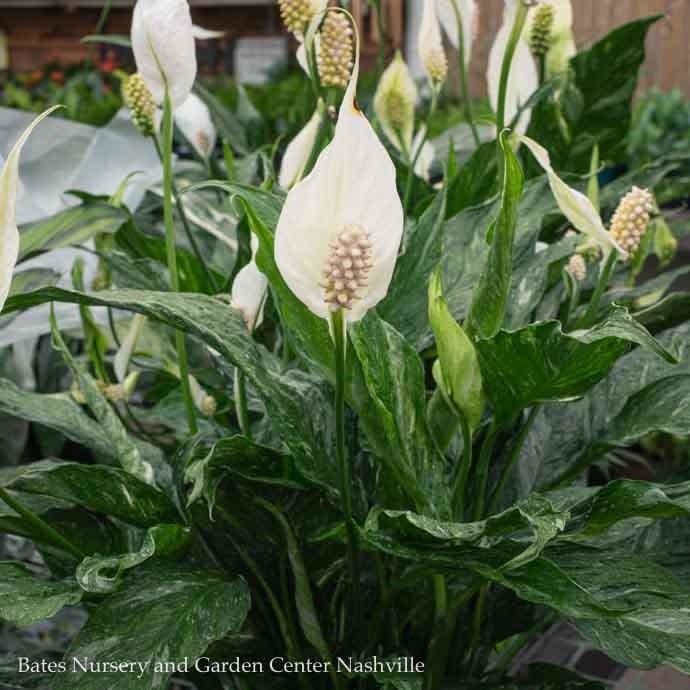 6p! Spathiphyllum Domino / Variegated Peace Lily /Tropical