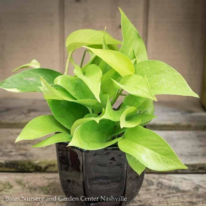 4p! Pothos Neon /Devil&#39;s Ivy /Tropical