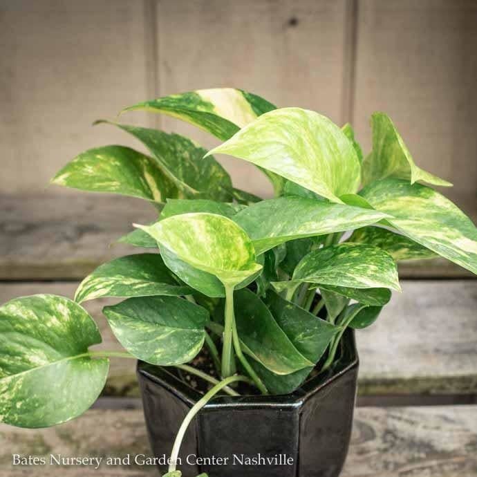 4p! Pothos Golden /Devil&#39;s Ivy /Tropical