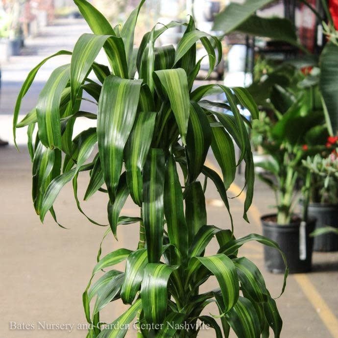 10p! Dracaena Hawaiian Sunshine Cane 3.2.1 /Tropical