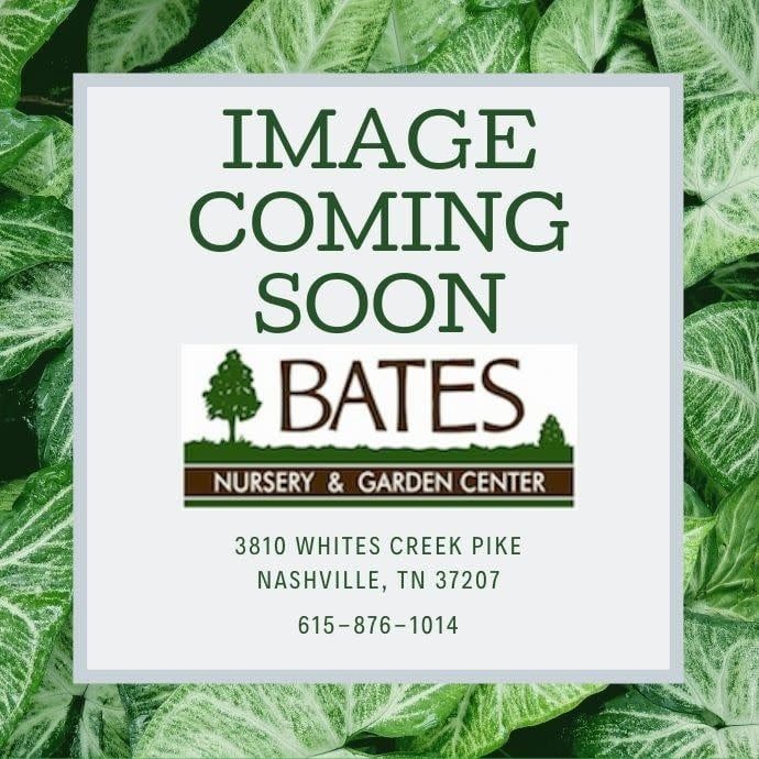 #15 Fagus grandiflora/ American Beech Native (TN)