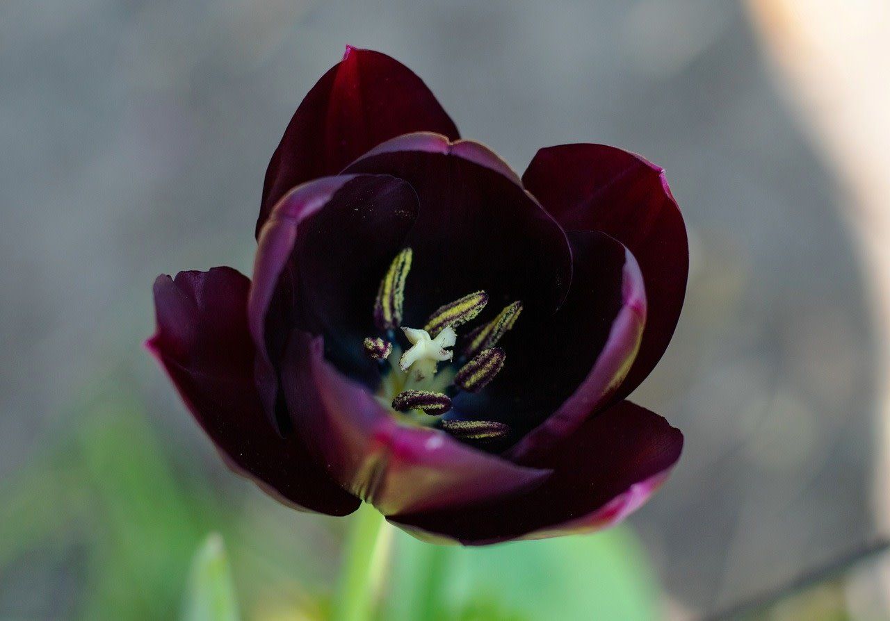 Bulb Tulip Queen of Night/ Black Single 7/pk
