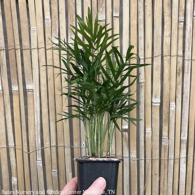 4p! Palm Neanthe Bella /Parlor Palm /Tropical