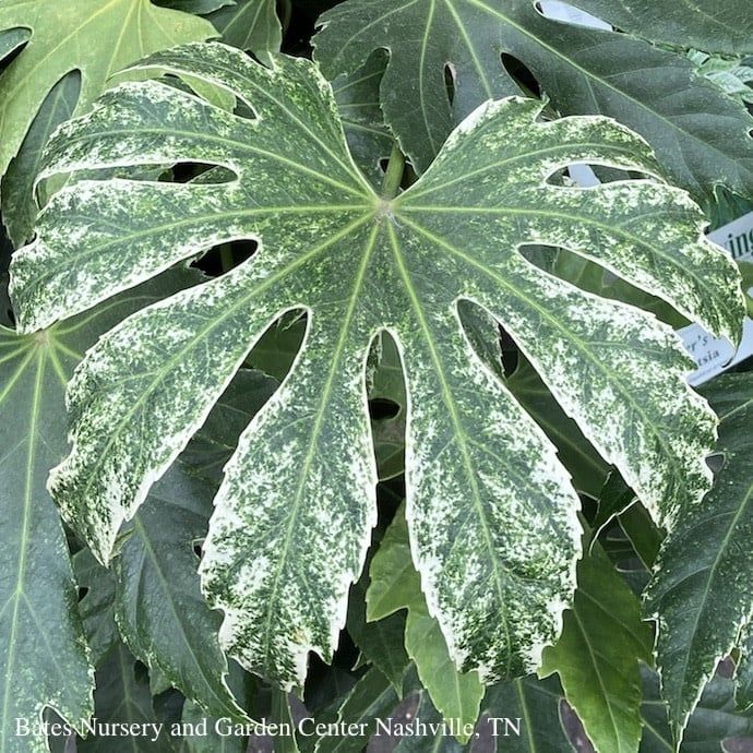 6p! Fatsia japonica Spider&#39;s Web / Variegated Japanese Aralia /Tropical