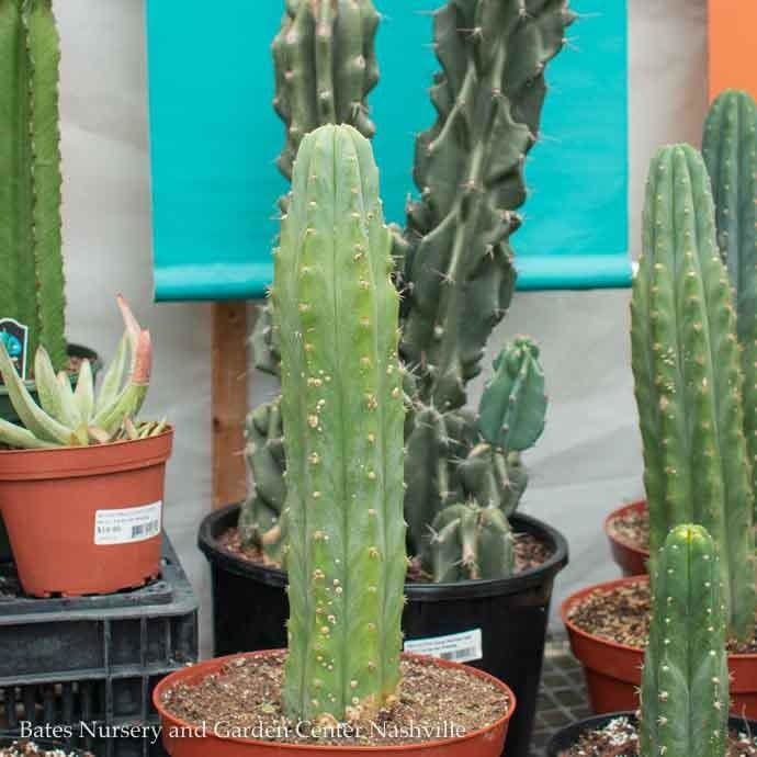 10p! Cactus San Pedro /Tropical