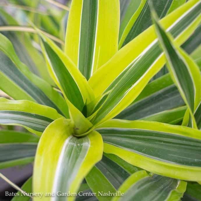 10p! Dracaena Warneckii Lemon Lime /Tropical