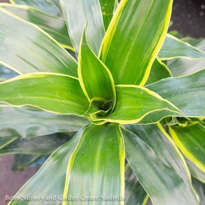 10p! Dracaena Art Carmen Bush Tip ( J Craig w/yellow edge) /Tropical