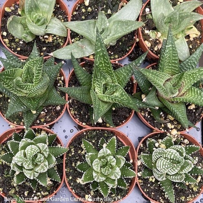 3.5P Succulent Assortment 5.99