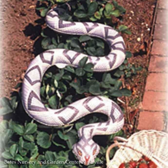 Inflatable Snake 6&#39;-Natural Enemy Scare Dalen