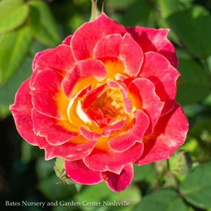 #2 Rosa Tiddly Winks/ Pink and Yellow Miniature Rose - No Warranty