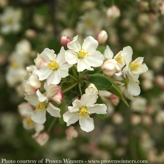 #15 Malus x &#39;Lollizam&#39; PW Lollipop/ Dwarf White Crabapple