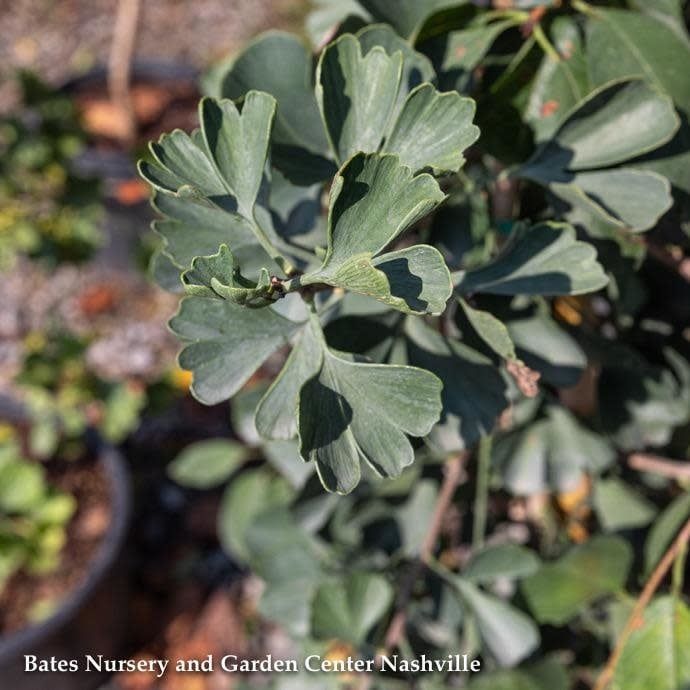 #7 Ginkgo bil Jade Butterfly/ Dwarf Maidenhair Tree (Male)