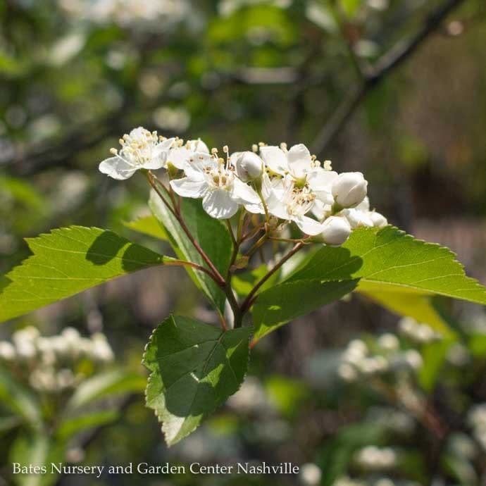 #15 Crataegus virg Winter King/ Green Hawthorn Native (TN)