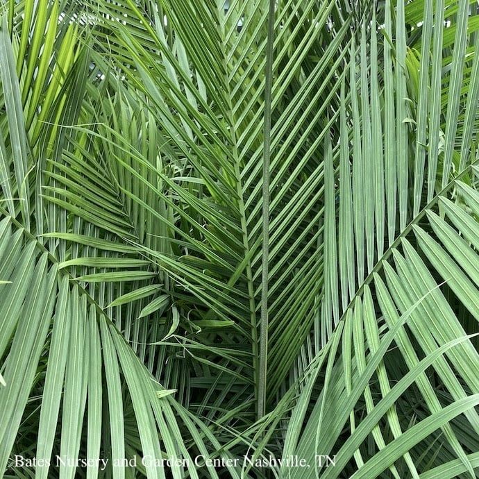 #7/14p! Palm Ravenea rivularis Multi / Majesty Palm /Tropical