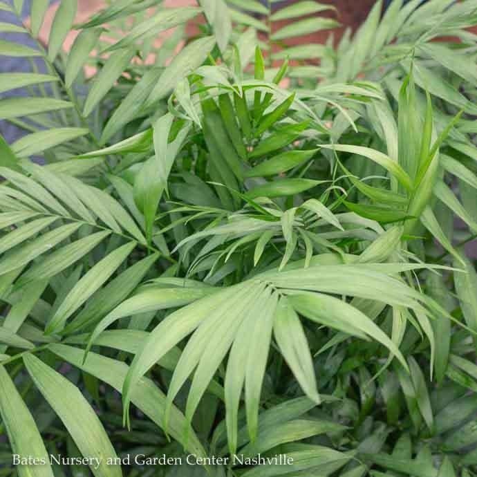 8p! Palm Neanthe Bella / Parlor Palm /Tropical