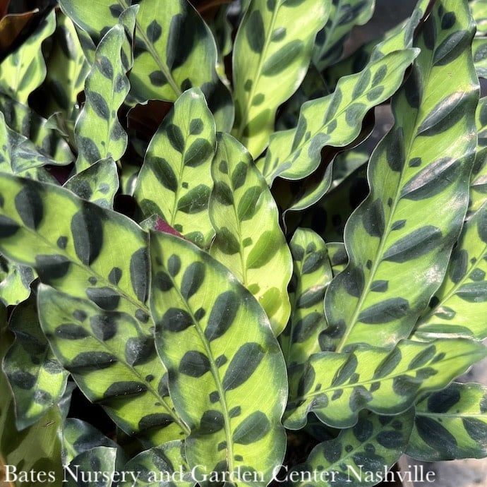 6p! Calathea Lancifolia /Tropical