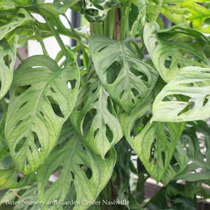 4p! Philodendron Swiss Cheese /Monstera adonsonii /Split Leaf /Tropical