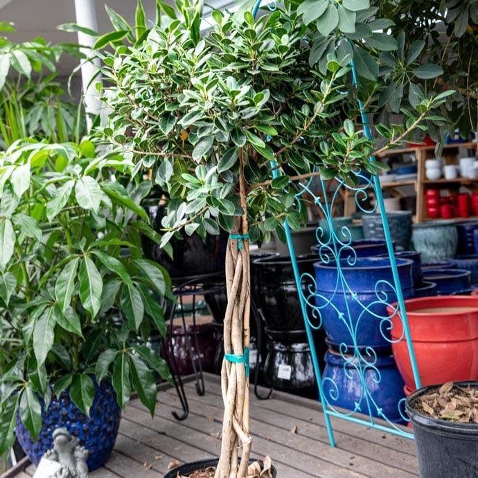 10p! Ficus Green Island Braid /Tropical