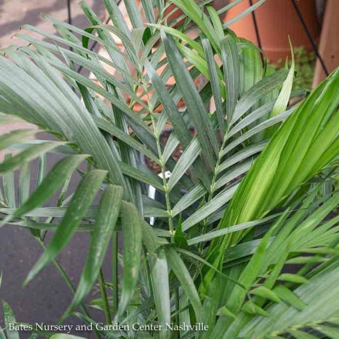 10p! Palm Cham Cataractarum / Cat Palm /Tropical