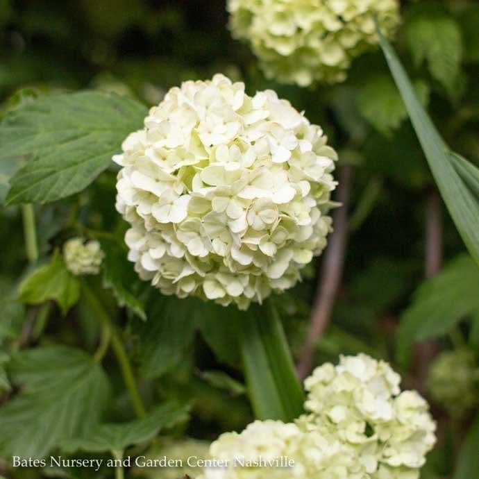 #5 Viburnum opulus Sterile/ Old Fashioned Eastern Snowball