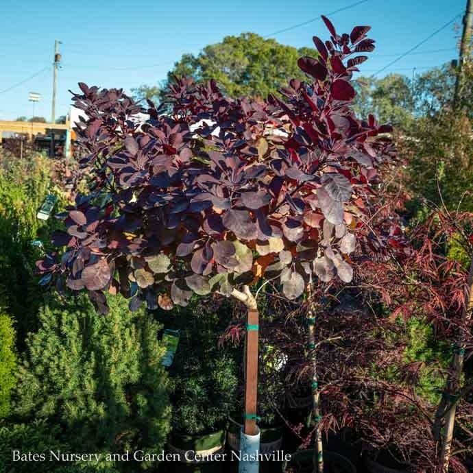 Topiary Patio Tree #5 Cotinus coggygria Royal Purple/ Smoketree