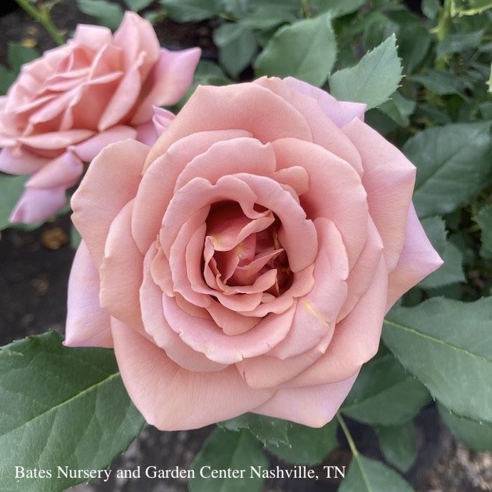 #3 Rosa Koko Loko/ Floribunda Rose - No Warranty