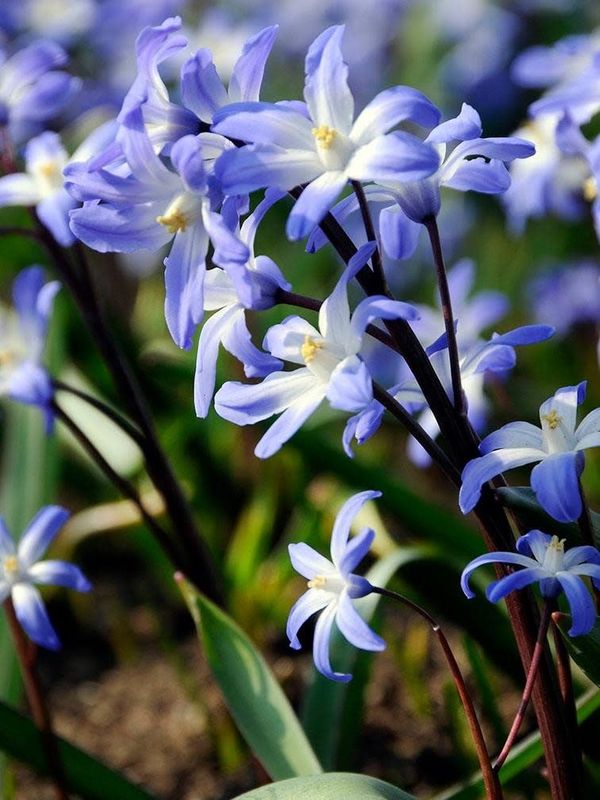 Bulb Chionodoxa Blue Giant /Glory of the Snow 25/pk