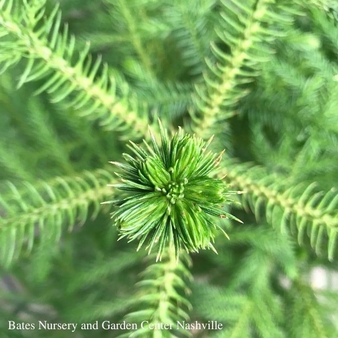 10p! Araucaria/Norfolk Island Pine /Tropical