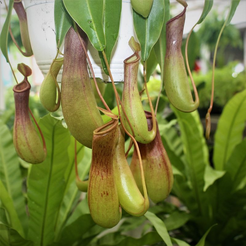 6hb! Carnivorous Nepenthes alata / Pitcher Plant /Tropical