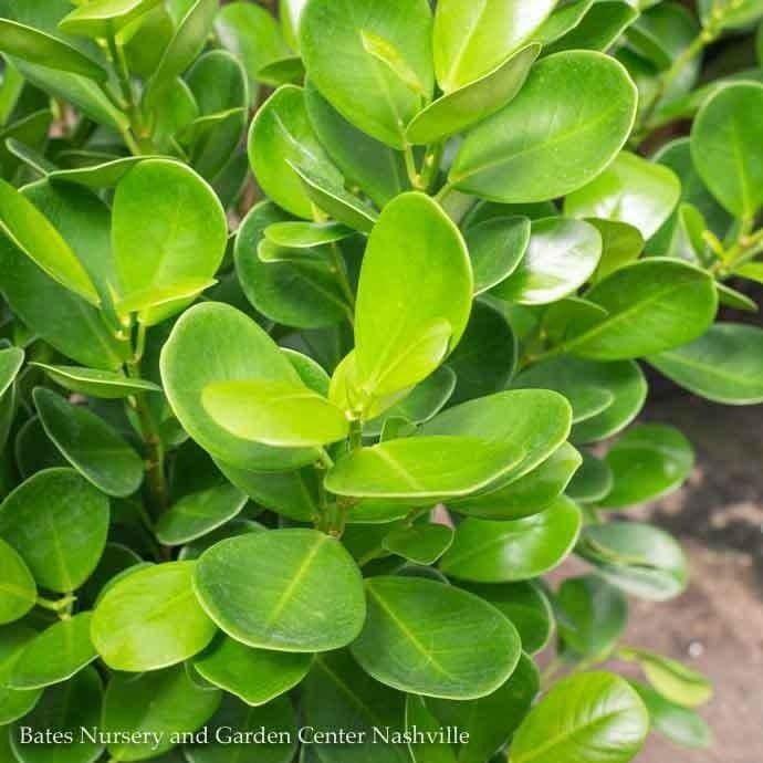 10p! Ficus Moclame STD 40-44"  /Tropical