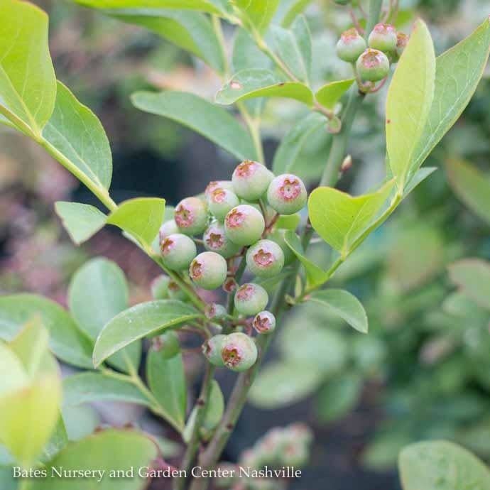 Edible #1 Vaccinium ashei Woodard/ Rabbiteye Blueberry Native (TN)